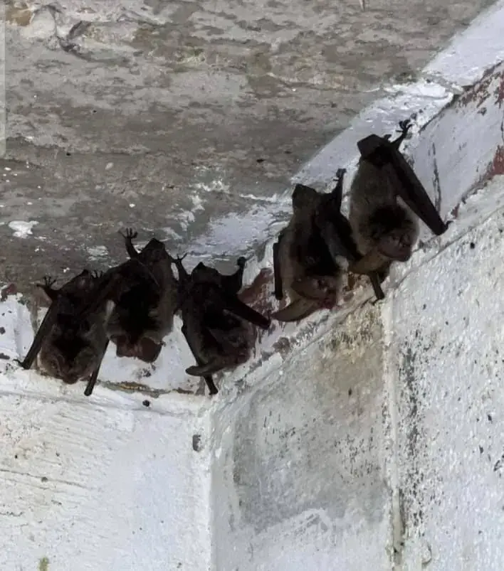 A row of brown bats roosting under a concrete ledge