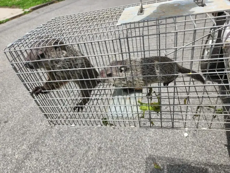 Two groundhogs in a metal cage trap on pavement