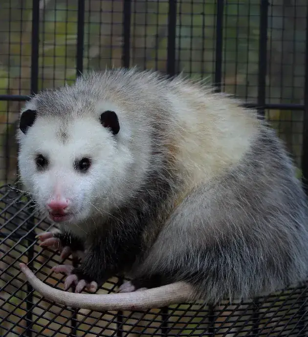 Opossum sitting on top of a cage trap