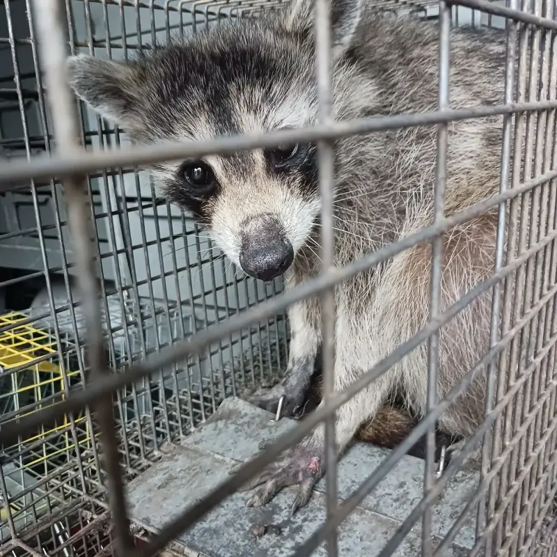 Raccoon looking out from inside a metal cage trap
