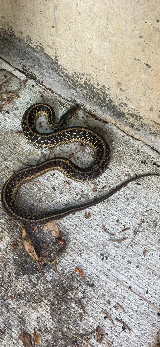 Garter snake on concrete