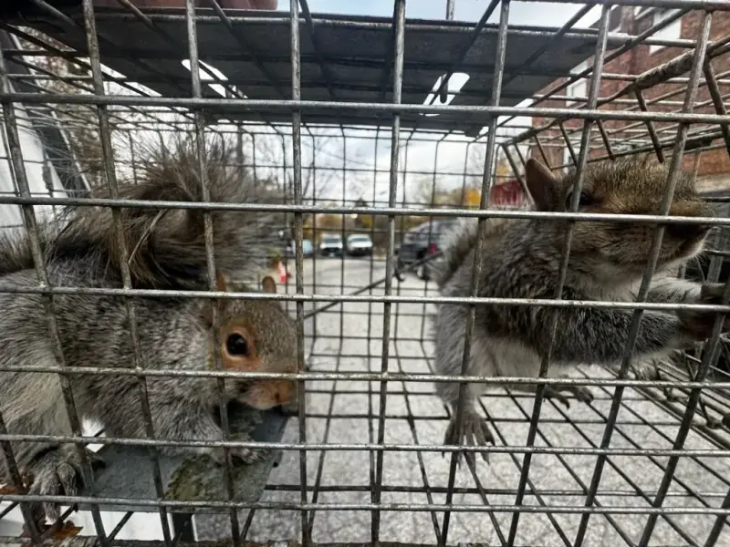 Two gray squirrels in a metal cage trap