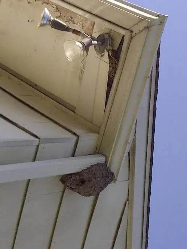 Wasp nest under the eaves of a house
