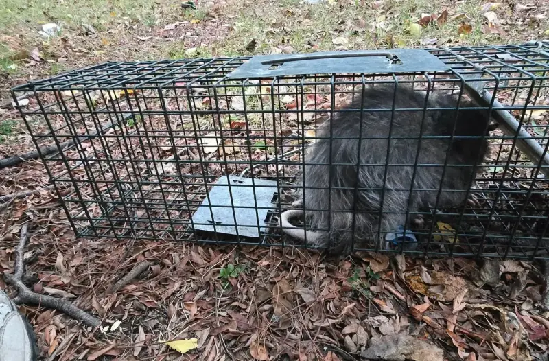 Raccoon in a wire cage trap on fallen leaves